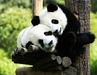 See National Treasures in Chengdu Giant Panda Base