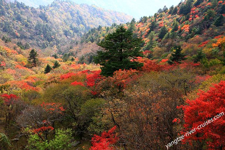 Shennongjia